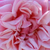 Ružová - Rambler,popínavá ruža - Souvenir de J. Mermet